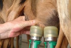 Eutergesundheit und Milchqualität