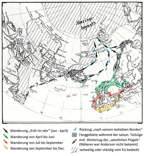 Die Wanderung der Heringe gemäß Andersons Theorie von 1746 Karte des Nordatlantiks, auf der die Wanderung der Heringe gemäß Andersons Theorie 1746 dargestellt ist.