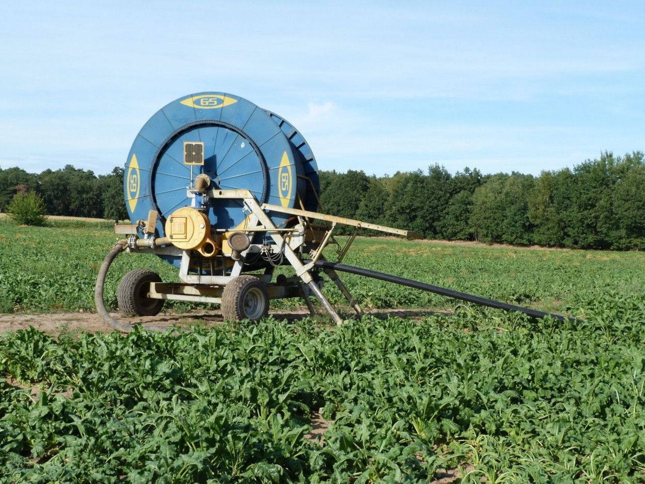 Irrigation of a field wir sugar beets