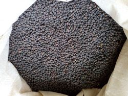 Treated common vetch seeds for monogastrics
