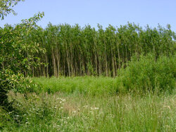 Kooperative Geschäftsmodelle für Dendromasse