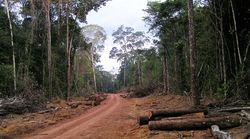 Verbreitung von Forstzertifizierung