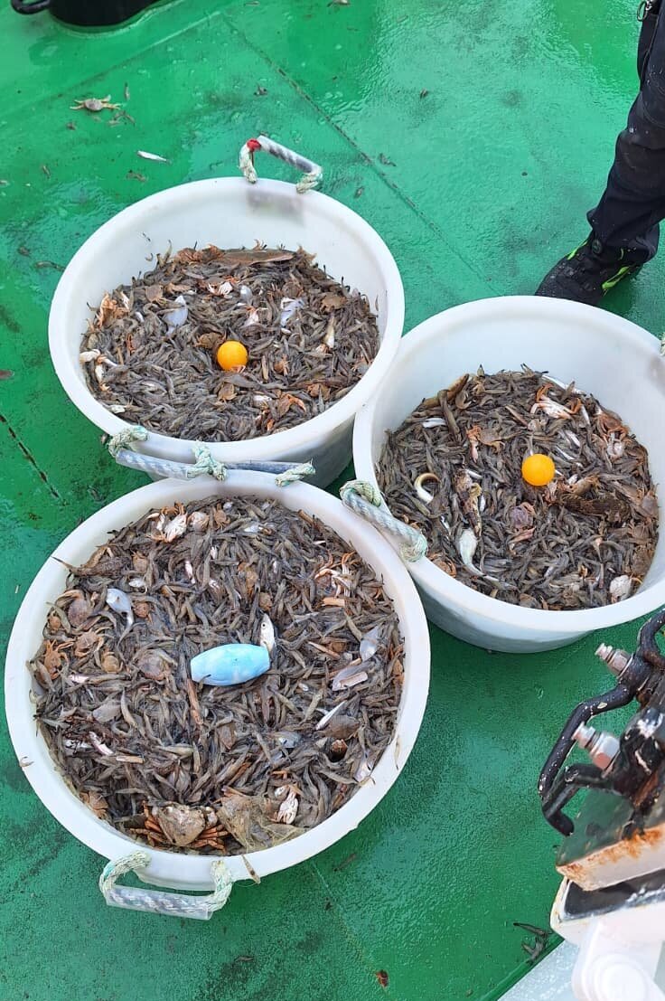 Drei große weiße Eimer gefüllt mit Garnelen und etwas Beifang.
