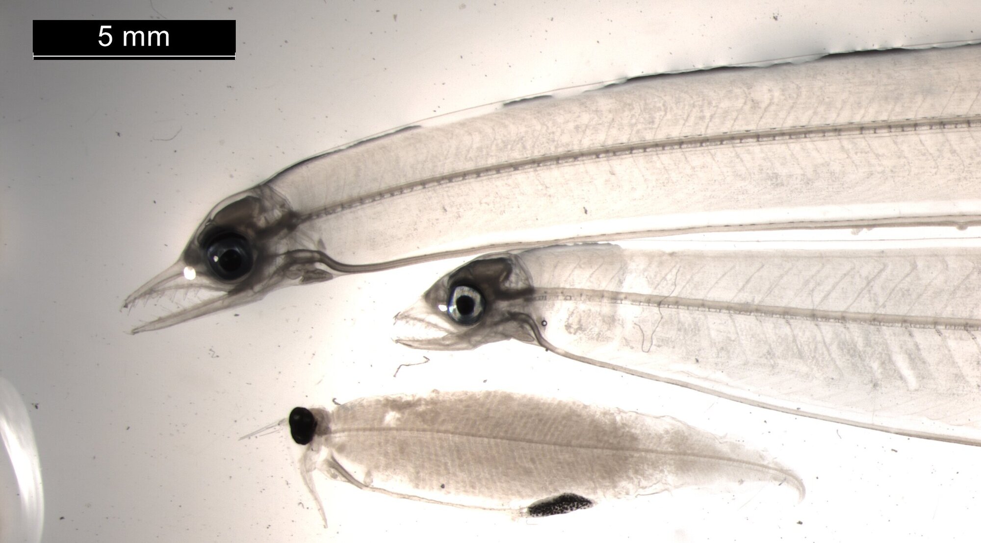 Drei Weidenblattlarven verschiedener Aalarten.