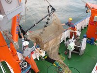 Das Baumkurrennetz geht zu Wasser