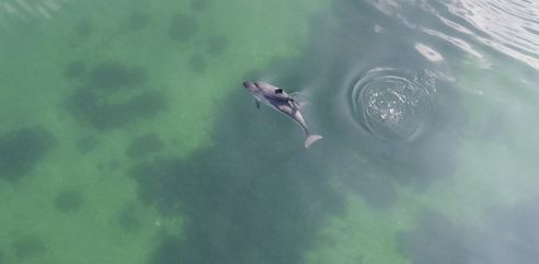 Schweinswalmutter mit Kalb an der Wasseroberfläche kurz vorm Abtauchen von oben