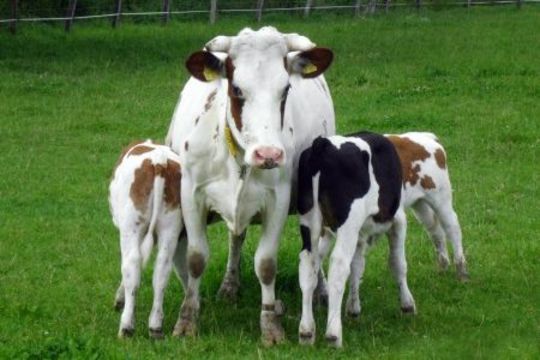 Eine Kuh steht mit mehreren Kälbern auf einer Weide