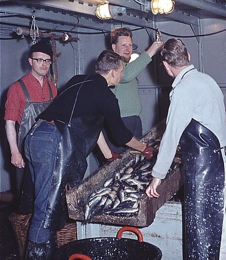 Heringsfang an Bord der Anton Dohrn I