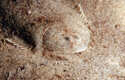 NOAH1: Sedimentprovinzen der Deutschen Bucht - Eigenschaften, Leistungen, Risiken