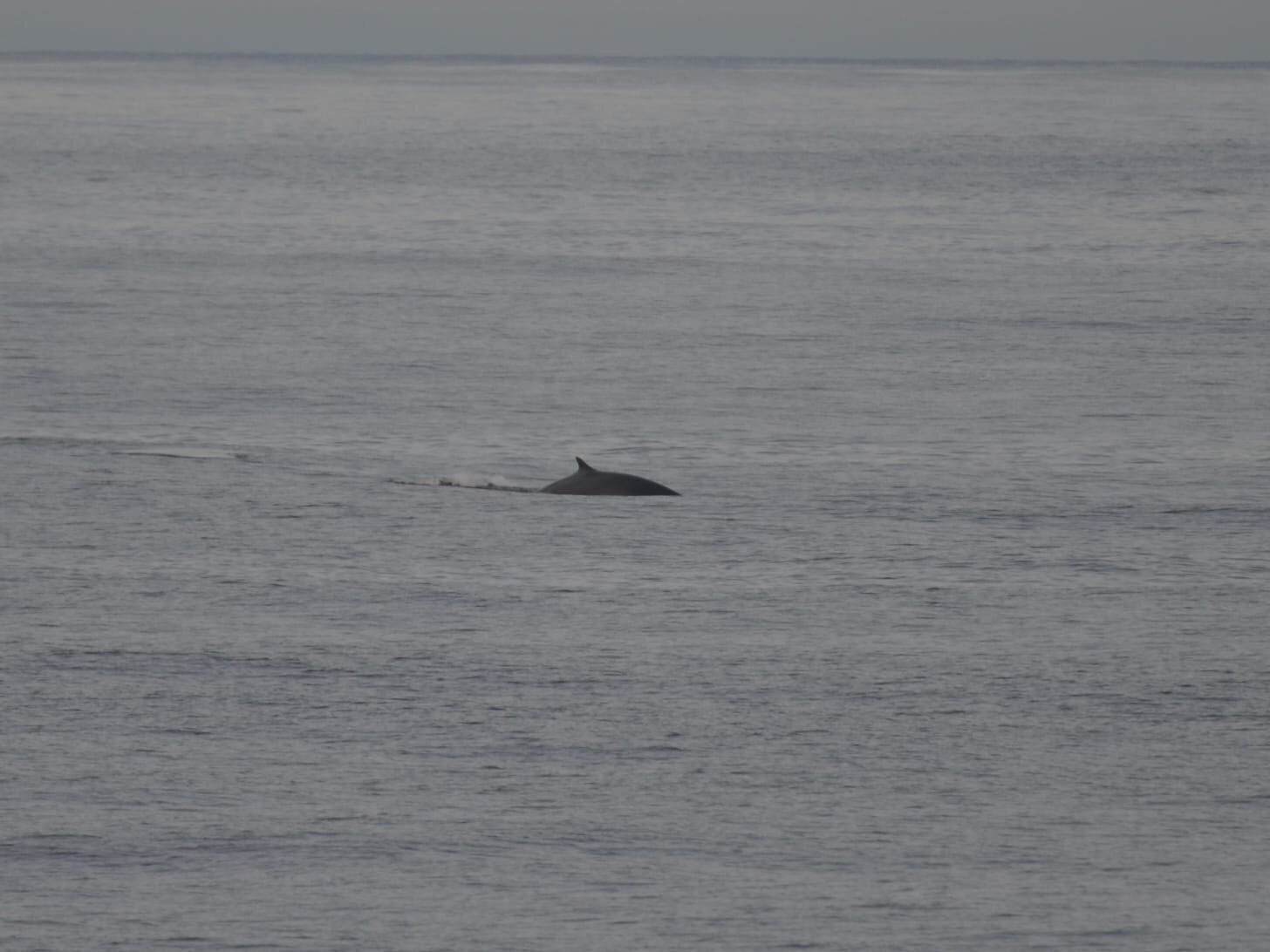 Der Rücken eines Wals taucht an der Wasseroberfläche auf.