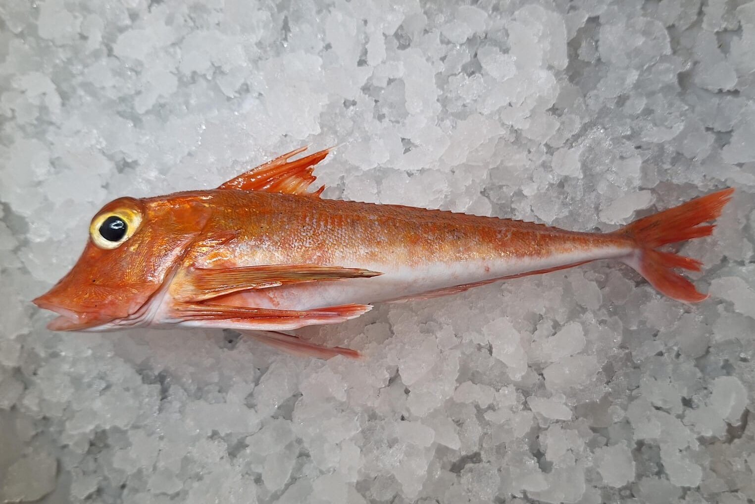 Seekuckuck im Beifang. Ein Fisch namens Seekuckuck.