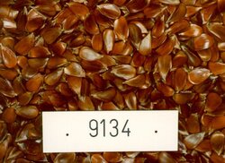 Transfer of Forest Reproductive Material within Europe – What do we know?