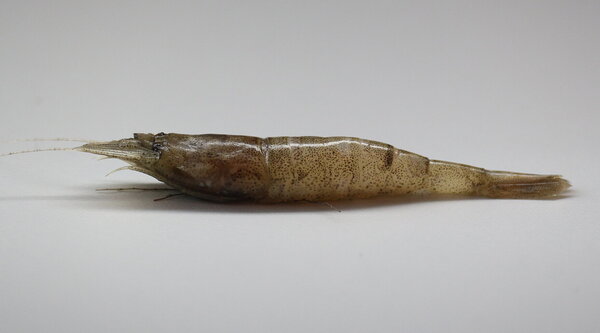 Eine schmale graue Garnele auf einem grauen Hintergrund