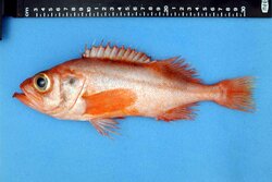 Rotbarsch mit Kennung