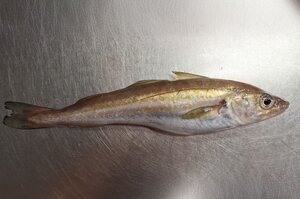 Wittling Ein Wittling liegt auf einer Metalloberfläche