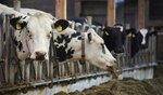 Feeding racks in a stanchion barn