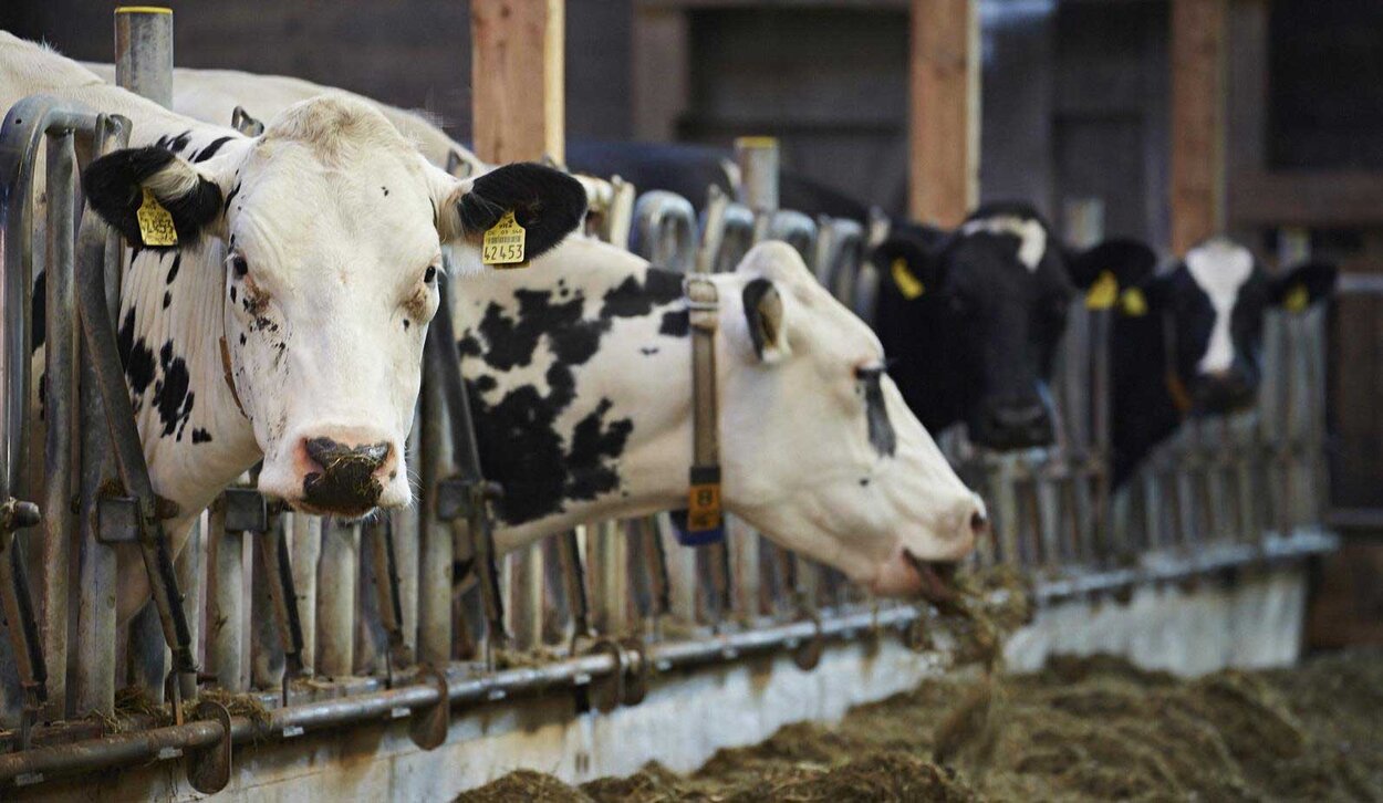 Feeding racks in a stanchion barn