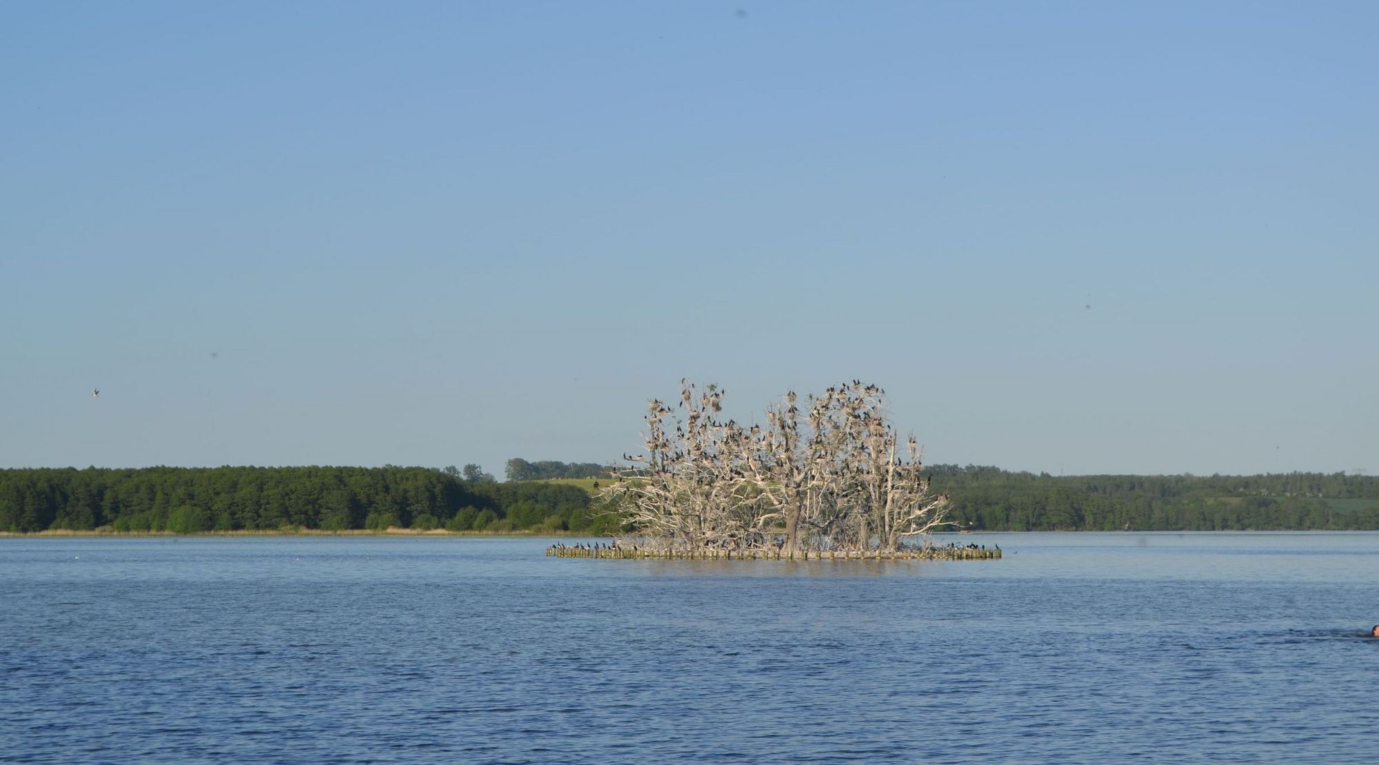 A colony of cormorants on a lake island with dead trees