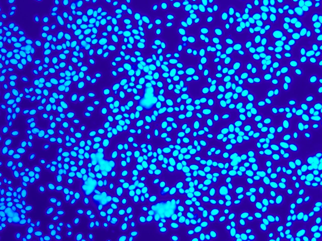 Fluoreszierende biologische Tracerpartikel zur Validierung von Ausbreitungsrechnungen