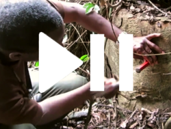 DNA-Tests für legale Holzwirtschaft