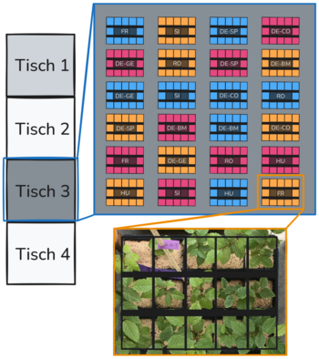 Trockenstressversuch, Aufbau exemplarisch für eine Wiederholung
