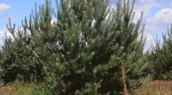 OptiSaat - Samenplantagen der Zukunft