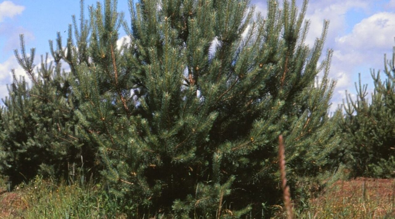 View in a young seed orchard with Scots pine