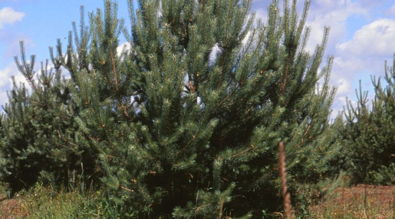 Junge Kiefern-Samenplantage