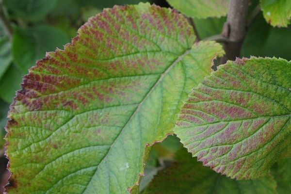 Ozonschäden an Blättern zeigen sich durch rötliche Verfärbungen der grünen Blätter