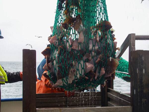 Über einem Metallbehälter hängt ein grünes Netz gefüllt mit Plattfischen.