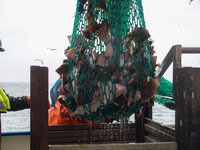 Über einem Metallbehälter hängt ein grünes Netz gefüllt mit Plattfischen.