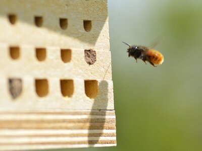 Gehörnte Mauerbiene (Osmia cornu) im Anflug auf eine MonVia-Nisthilfe Eine Mauerbiene fliegt im Freiland eine Nisthilfe an