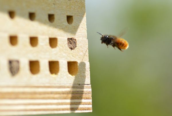 Eine Mauerbiene fliegt im Freiland eine Nisthilfe an