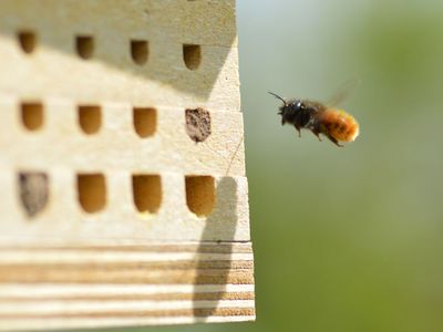 Eine Mauerbiene fliegt im Freiland eine Nisthilfe an