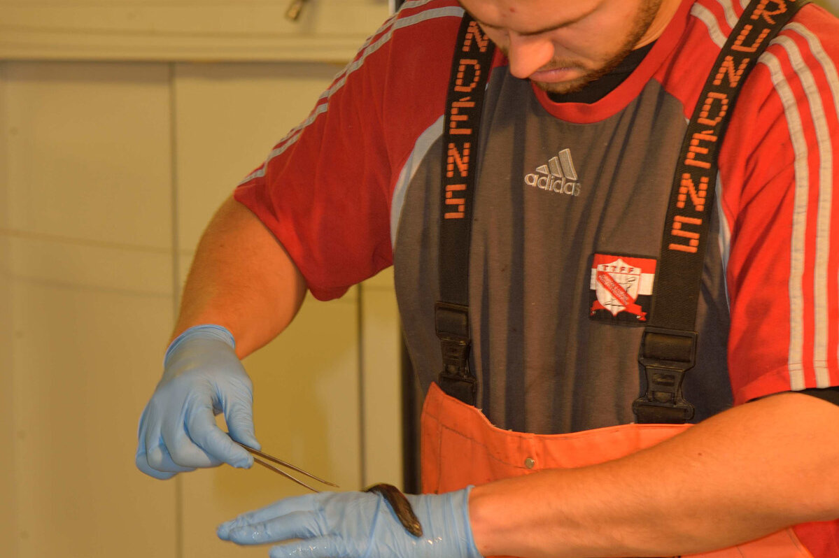 Doktorand Karl-Michael Werner untersucht im Schiffslabor erste Mageninhalte vom Kabeljau. 