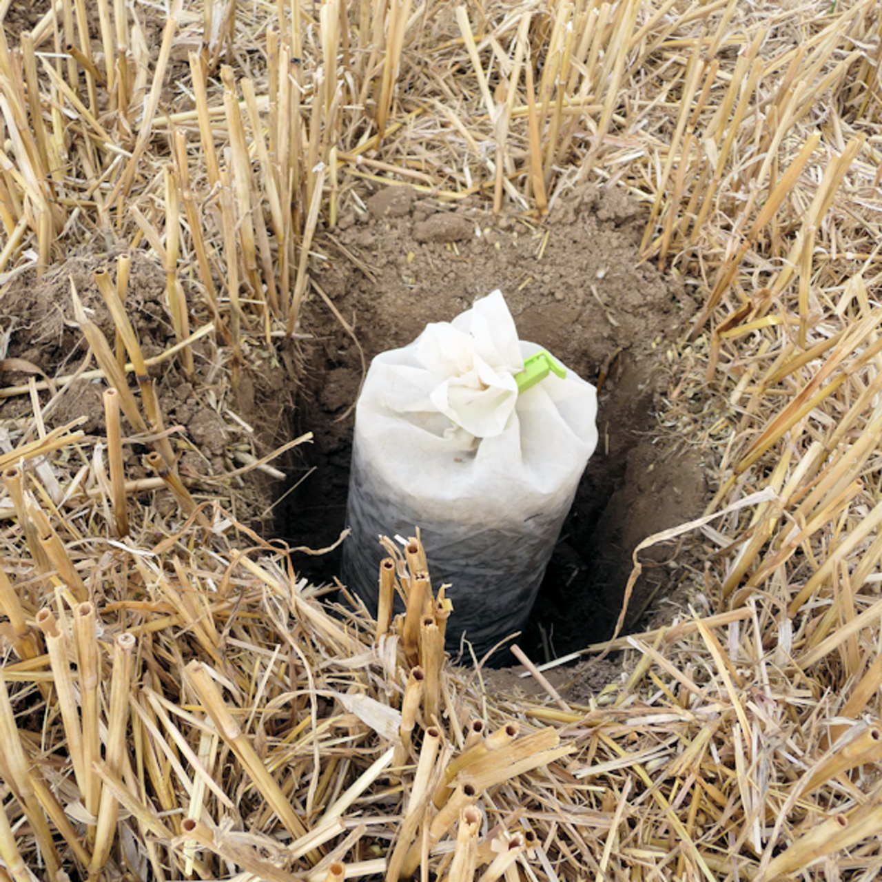 Soil mesocosm with Fusarium-infected straw and soil fauna in a mulched field