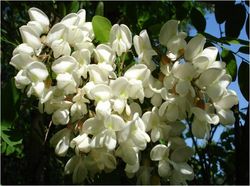 Selection of drought tolerant Robinia pseudoacaia from international sources for energy production