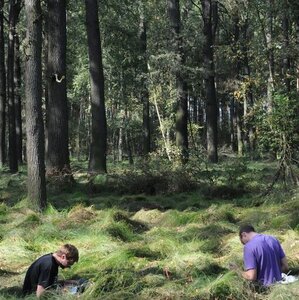 Sampling of humus layer and topsoil according to the methodology of the National Forest Soil Inventory in three Saxon test areas.