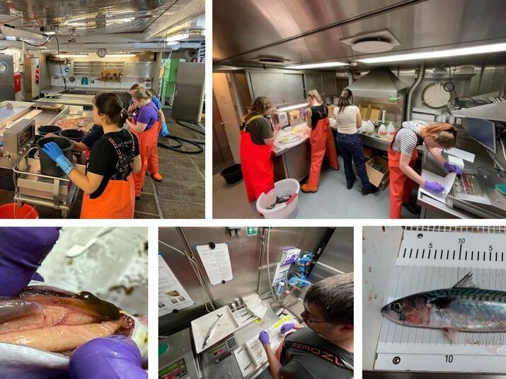 Ein zusammengesetztes Bild aus Bildern mit verschiedenen Laborarbeiten