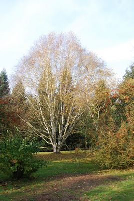 Birke im Arboretum