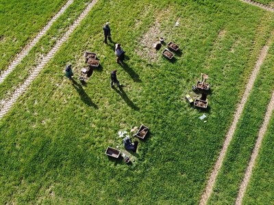 Vogelperspektive: Mehrer Personen nehmen an vier Stellen auf einem Feld Proben aus Löchern im Boden.