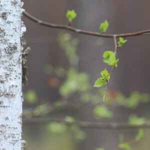 Blattaustrieb an einer Birke.