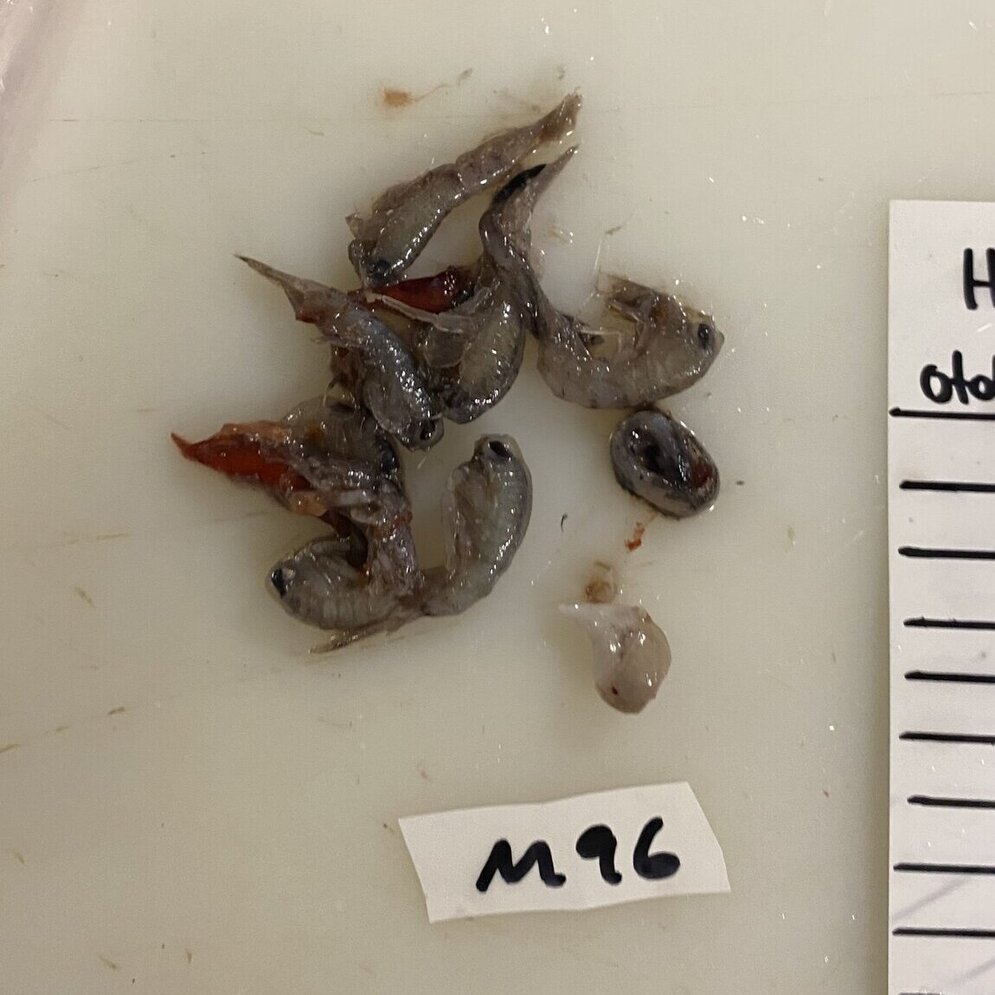 Magenprobe Rotbarsch Mageninhaltsprobe mit unversehrten Krebstieren