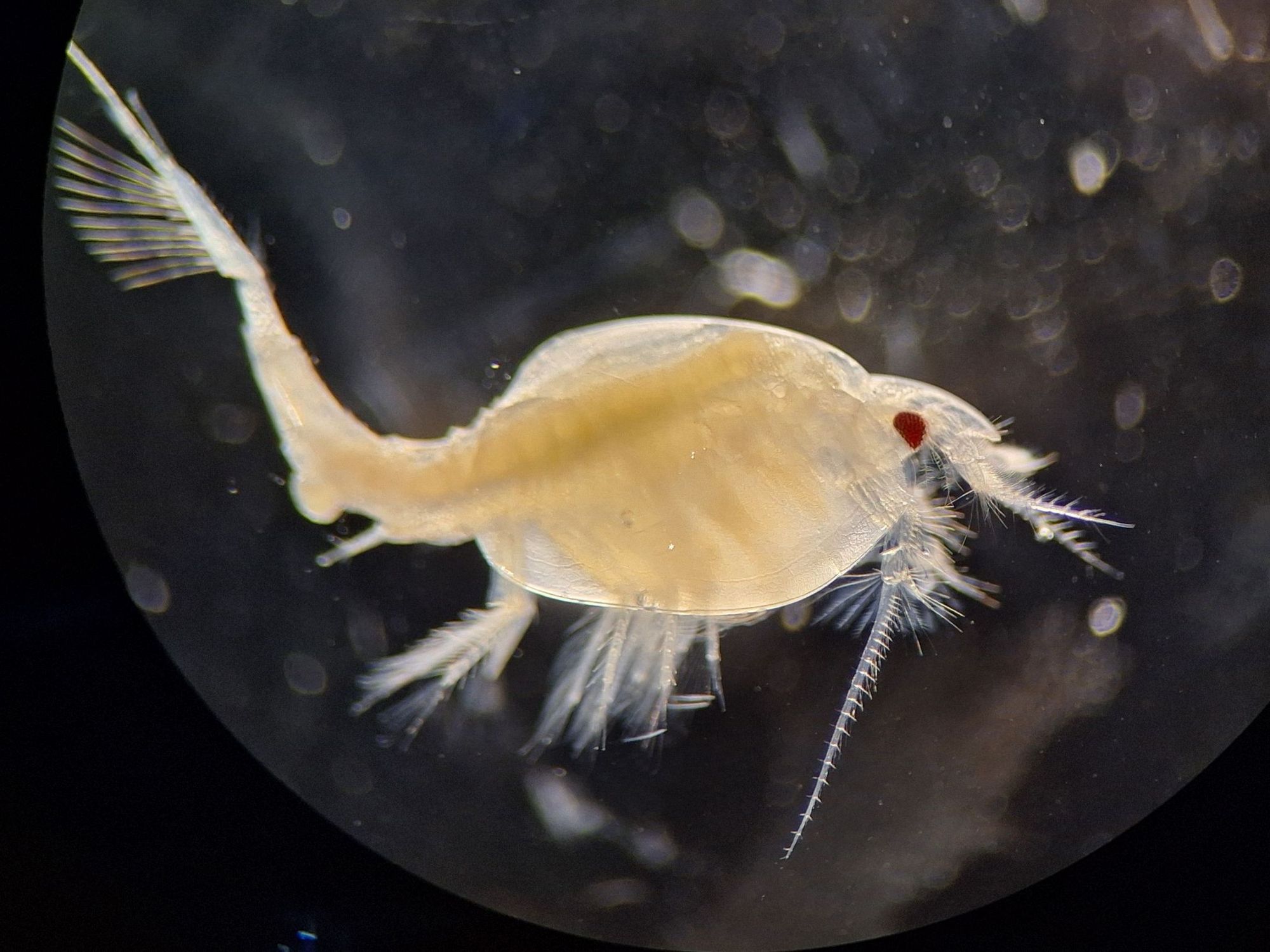 Der Kleinkrebs Nebalia bipes unter dem Mikroskop.