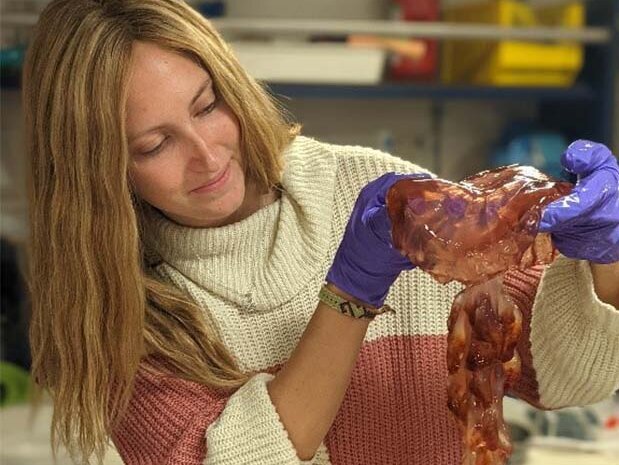 We often catch jellyfish (chrysaora fulgida) on the shelf of the northern subsystem. We often catch jellyfish (chrysaora fulgida) on the shelf of the northern subsystem.