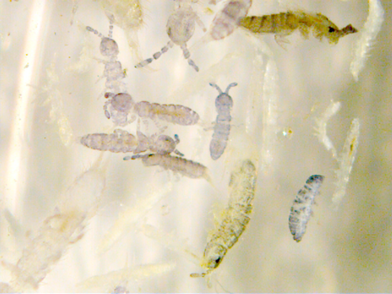 Diversity of collembolan species extracted from a soil sample