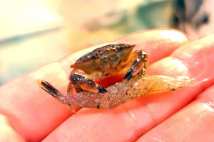 Ein noch sehr kleiner Taschenkrebs Ein kleiner Krebs mit einer Garnele, die größer ist als der Krebs, auf einer Hand.