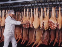 Nutztierhaltung und Fleischproduktion in Deutschland