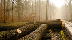TBN-Forst des BMLEH (Testbetriebsnetz Forstwirtschaft)