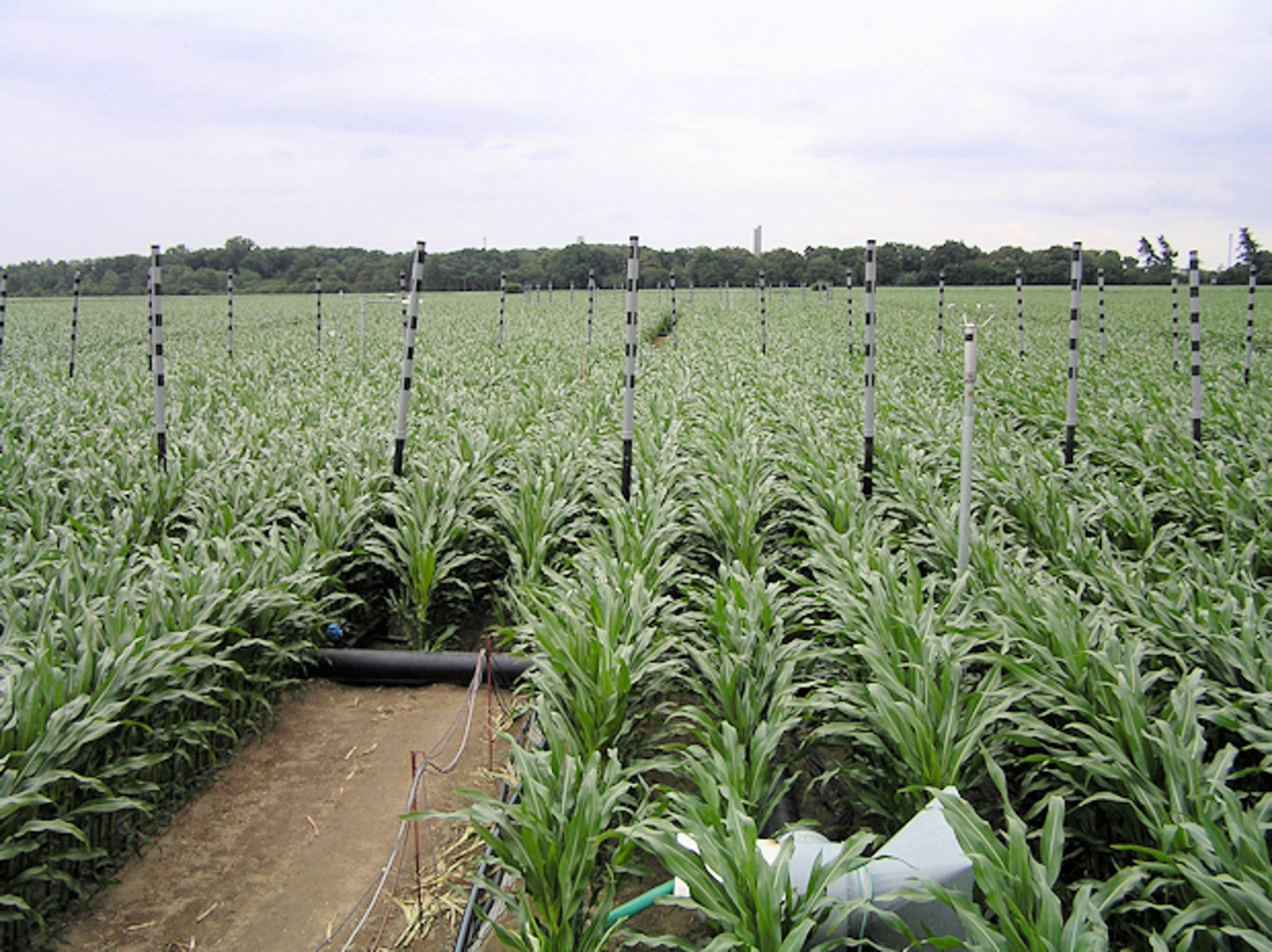 Maisfeld im Frühjahr 2008. Zu sehen sind Teile des FACE-Rings (graue Röhren), mit denen das Kohlendioxid in den Bestand geblasen wird.
